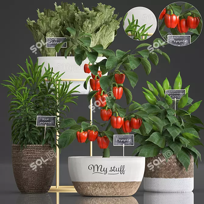 Exotic Pepper Plant Collection 3D model image 1