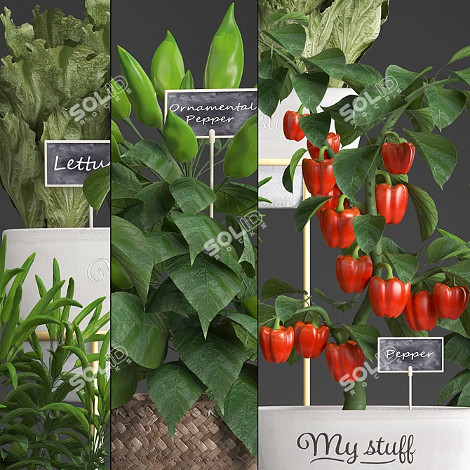 Exotic Pepper Plant Collection 3D model image 2