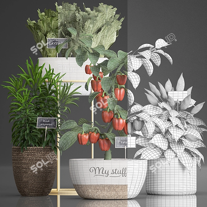 Exotic Pepper Plant Collection 3D model image 3