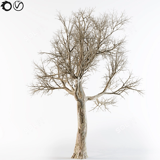 Aatumn Twigs: Leafless Beauty 3D model image 1