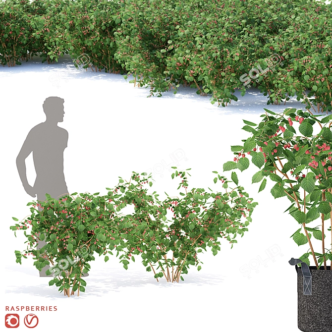 Lush Raspberry Bushes - Premium Quality 3D model image 1