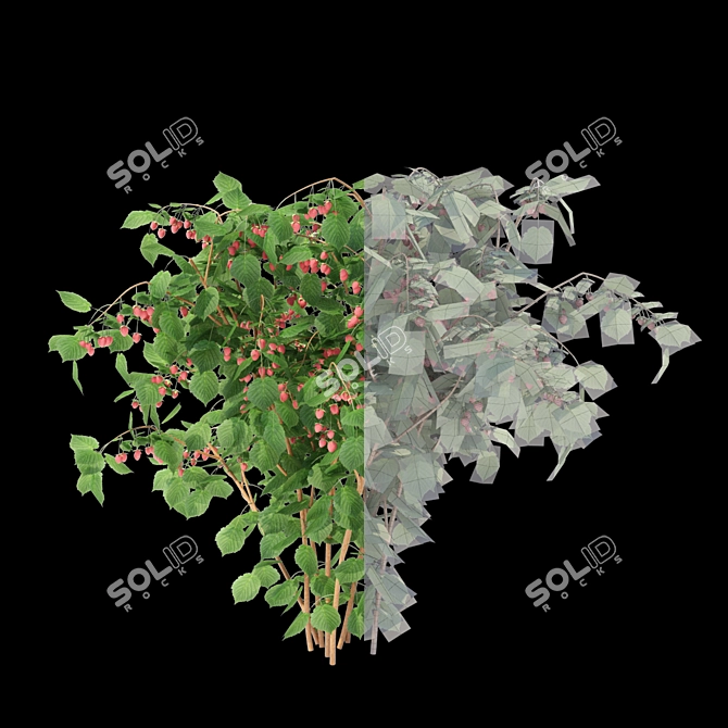 Lush Raspberry Bushes - Premium Quality 3D model image 2