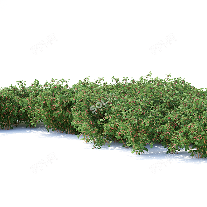 Lush Raspberry Bushes - Premium Quality 3D model image 3