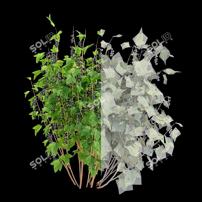 Currant Bushes: Polys 620-820 | 3 Varieties 3D model image 2