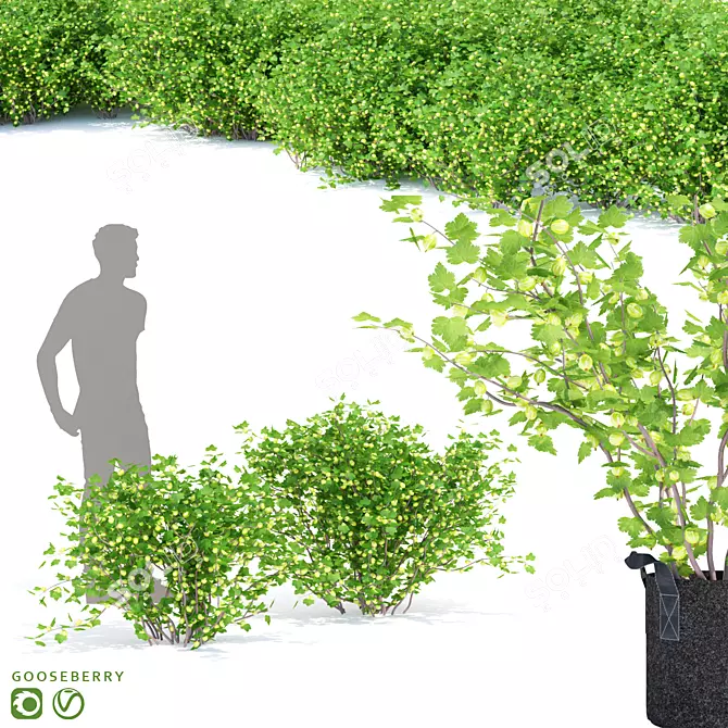 Gooseberry Bushes for Easy Gardening 3D model image 1
