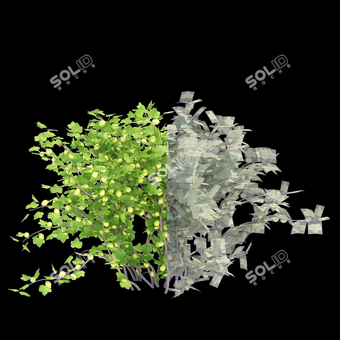 Gooseberry Bushes for Easy Gardening 3D model image 2