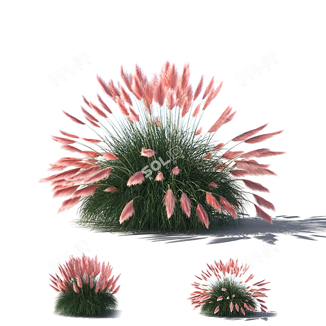 Pampas Grass: Stunning Ornamental Variety 3D model image 1