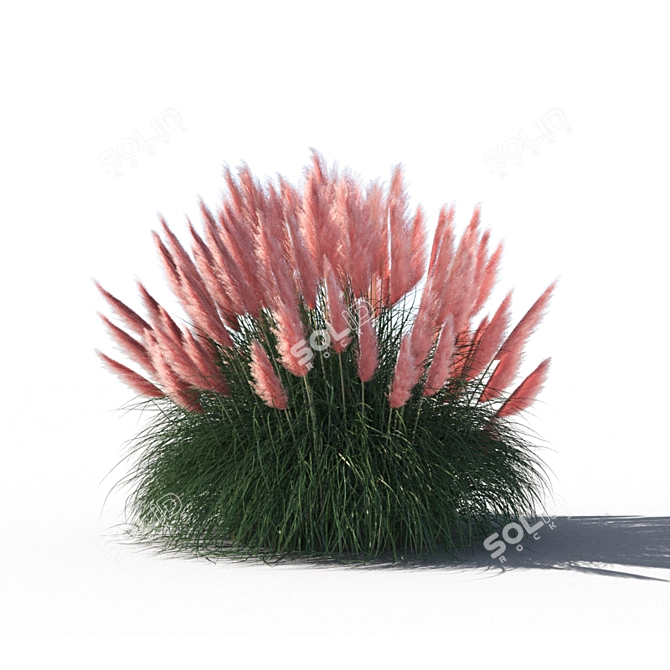 Pampas Grass: Stunning Ornamental Variety 3D model image 2