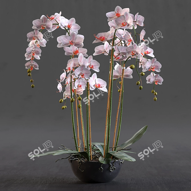 Blue Island Orchid - Detailed 3D Model 3D model image 1