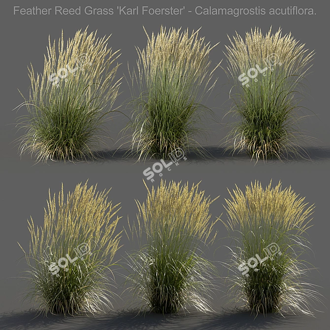 Realistic 3D Feather Reed Grass 3D model image 1