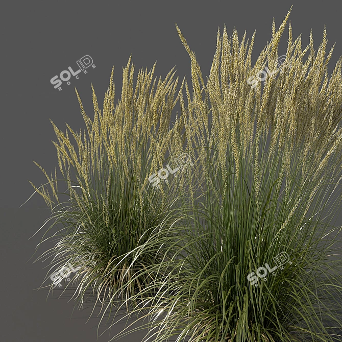 Realistic 3D Feather Reed Grass 3D model image 2