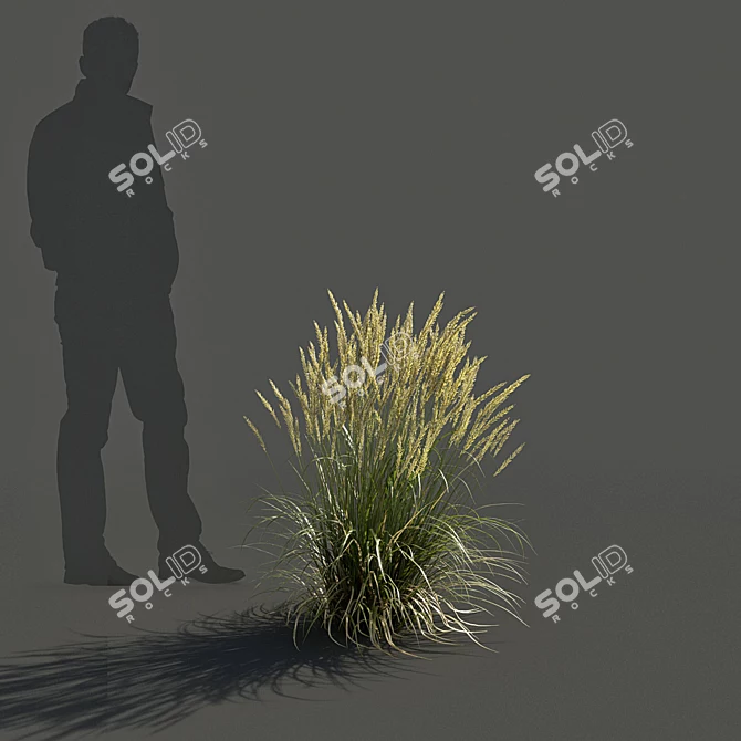 Realistic Feather Reed Grass Models 3D model image 3