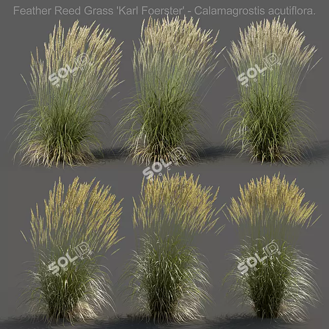 Realistic 3D Feather Reed Grass Models 3D model image 1