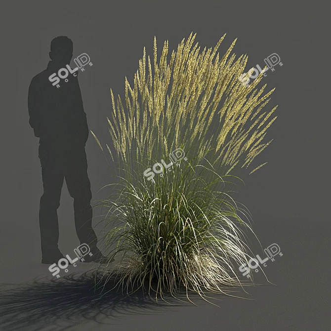 Realistic 3D Feather Reed Grass Models 3D model image 2
