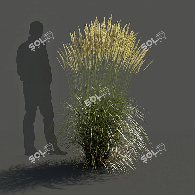 Realistic 3D Feather Reed Grass Models 3D model image 3