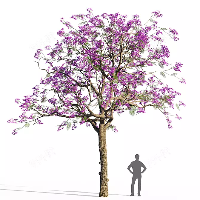 Jacaranda Mimosifolia 3D Model 3D model image 1