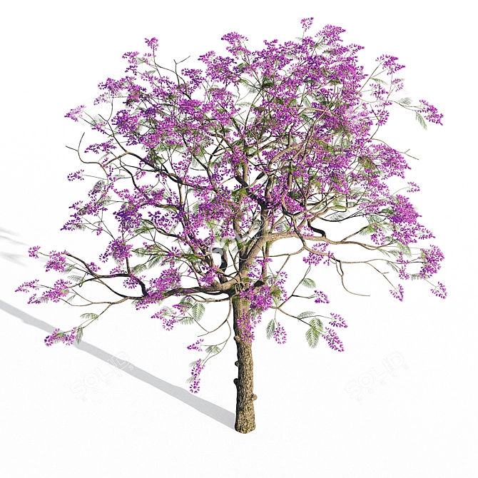 Jacaranda Mimosifolia 3D Model 3D model image 2