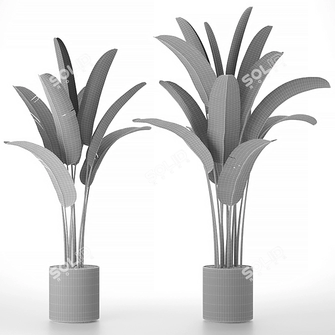 Tropical Banana Palm Tree 3D model image 3