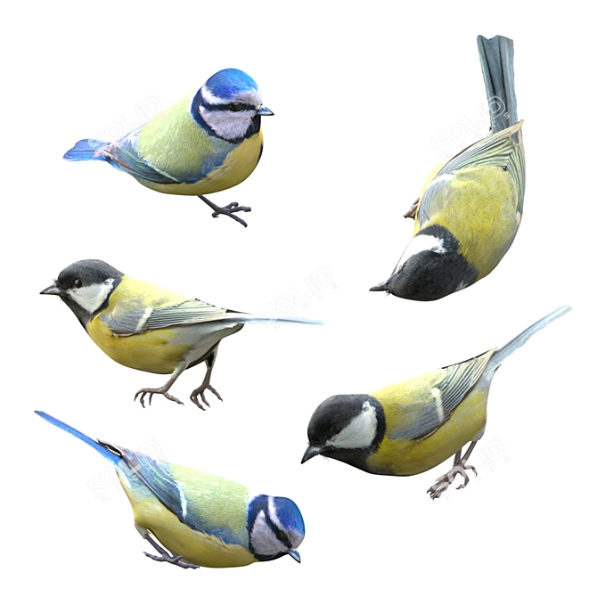 Garden Bird Feeder with Great Tits and Blue Tits 3D model image 3