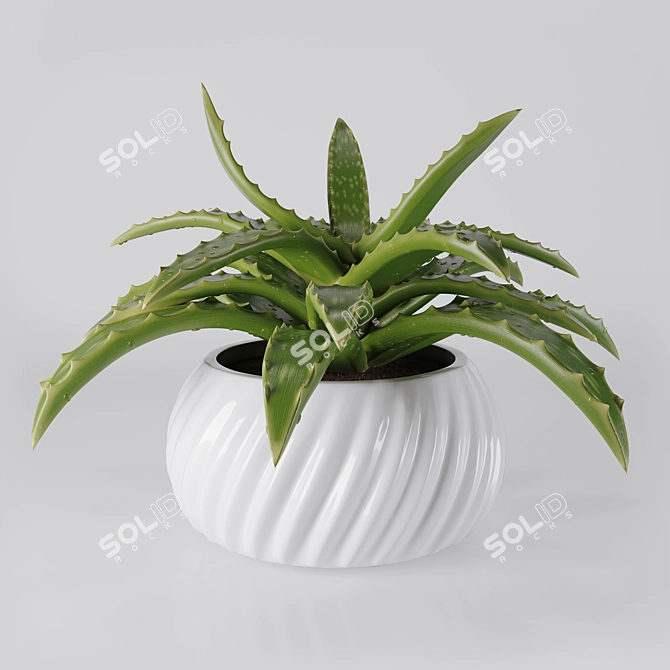 Fresh Aloe in Ceramic Pot 3D model image 1