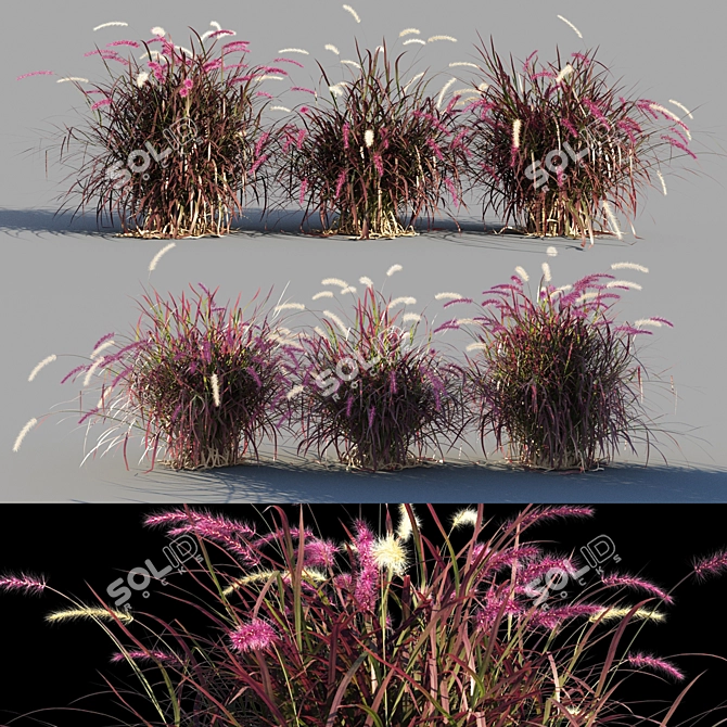 Pennisetum advena rubrum: Vibrant Ornamental Grass Model + Render in 3Ds Max & FBX 3D model image 1