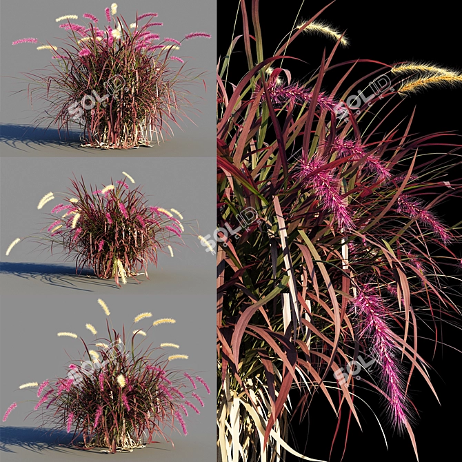 Pennisetum advena rubrum: Vibrant Ornamental Grass Model + Render in 3Ds Max & FBX 3D model image 2