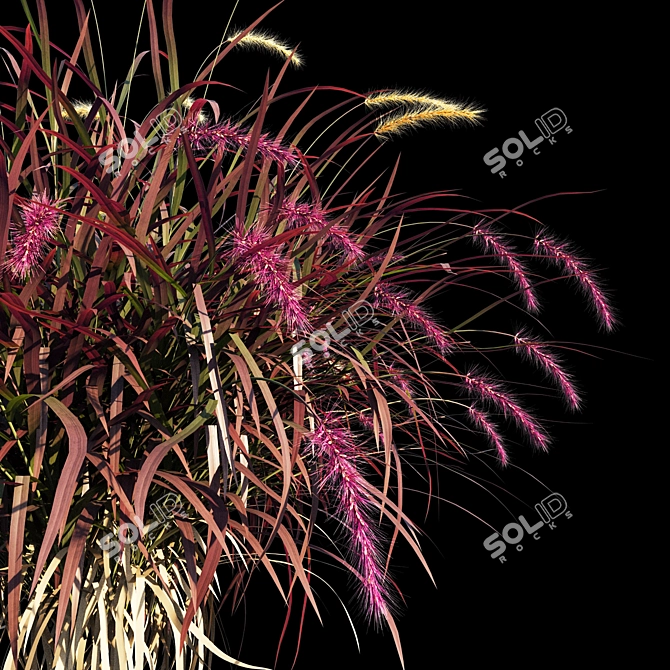 Pennisetum advena rubrum: Vibrant Ornamental Grass Model + Render in 3Ds Max & FBX 3D model image 3