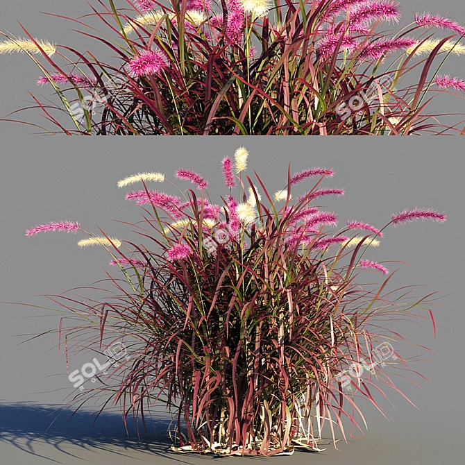 Pennisetum advena rubrum: Vibrant Ornamental Grass Model + Render in 3Ds Max & FBX 3D model image 4