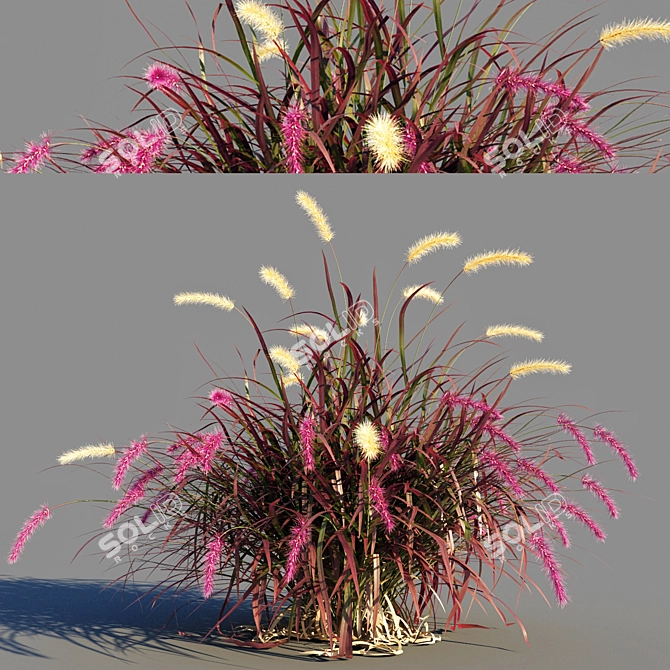 Pennisetum advena rubrum: Vibrant Ornamental Grass Model + Render in 3Ds Max & FBX 3D model image 5