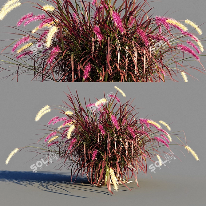 Pennisetum advena rubrum: Vibrant Ornamental Grass Model + Render in 3Ds Max & FBX 3D model image 6