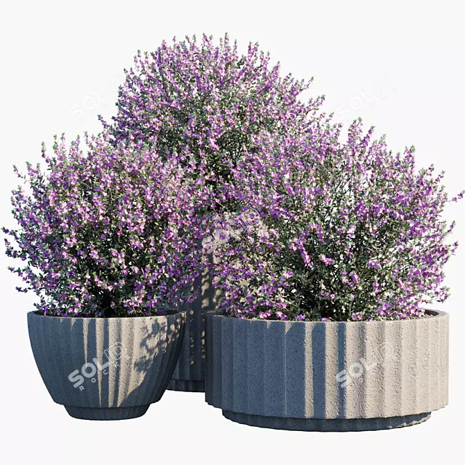 Leucophyllum Plant in Pots 3D model image 1