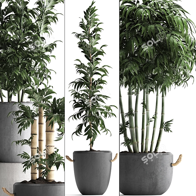 Exotic Indoor Plants Collection 3D model image 2