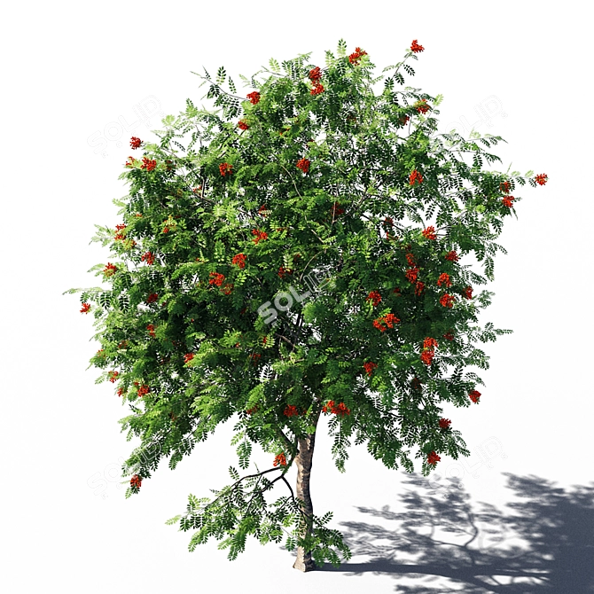 Rowanberries 4 3D Model Kit 3D model image 3