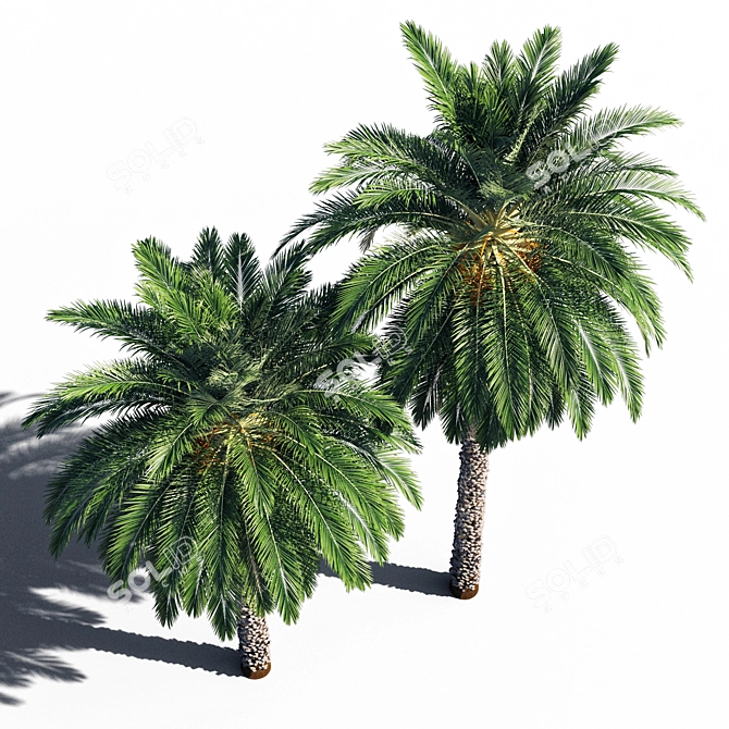  Exquisite 3D Date Palm 3D model image 2