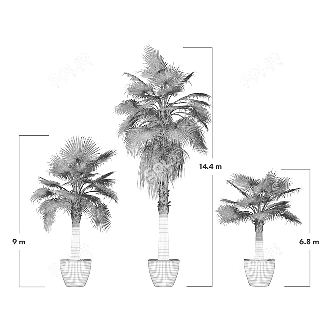 Versatile Washingtonia Robusta Palm Set 3D model image 3