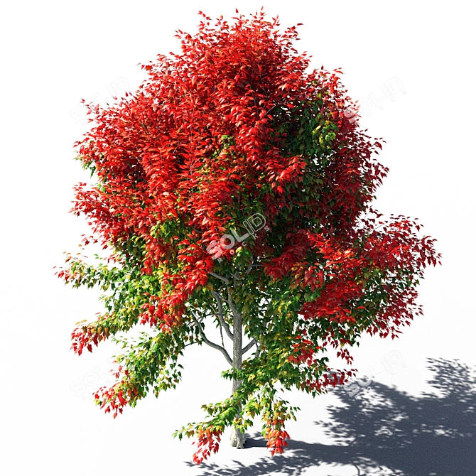 Maple 4 - 3D Modeling Solution 3D model image 3