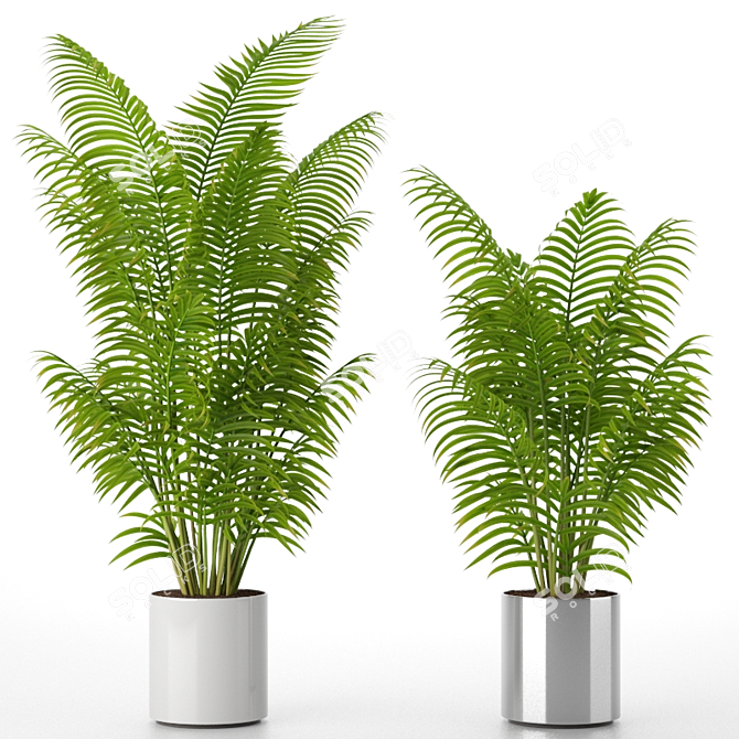 Exotic Areca Howeia Palms 3D model image 1