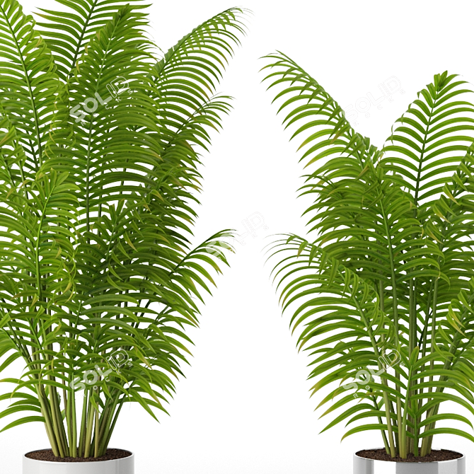 Exotic Areca Howeia Palms 3D model image 2