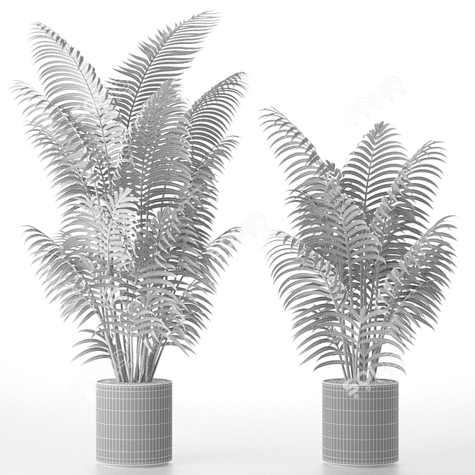 Exotic Areca Howeia Palms 3D model image 3
