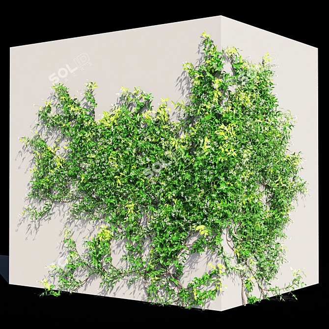 Exquisite Trachelospermum jasminoides 3D model image 2