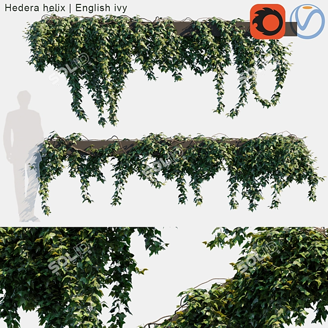 Evergreen Ivy | Wall Creeping Plant 3D model image 1