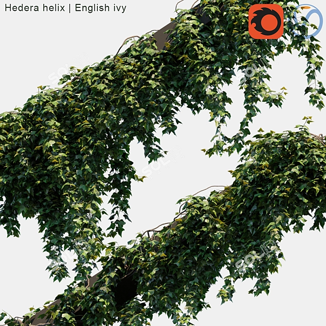 Evergreen Ivy | Wall Creeping Plant 3D model image 2