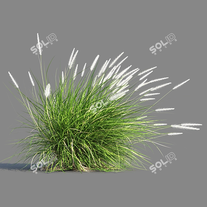 Compact Pennisetum Setaceum Grass 3D model image 5