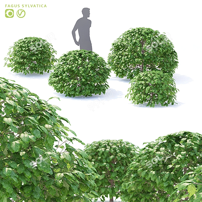 European Beech Balls | Fagus Sylvatica Spheres 3D model image 1