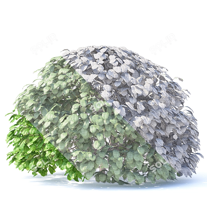 European Beech Balls | Fagus Sylvatica Spheres 3D model image 2