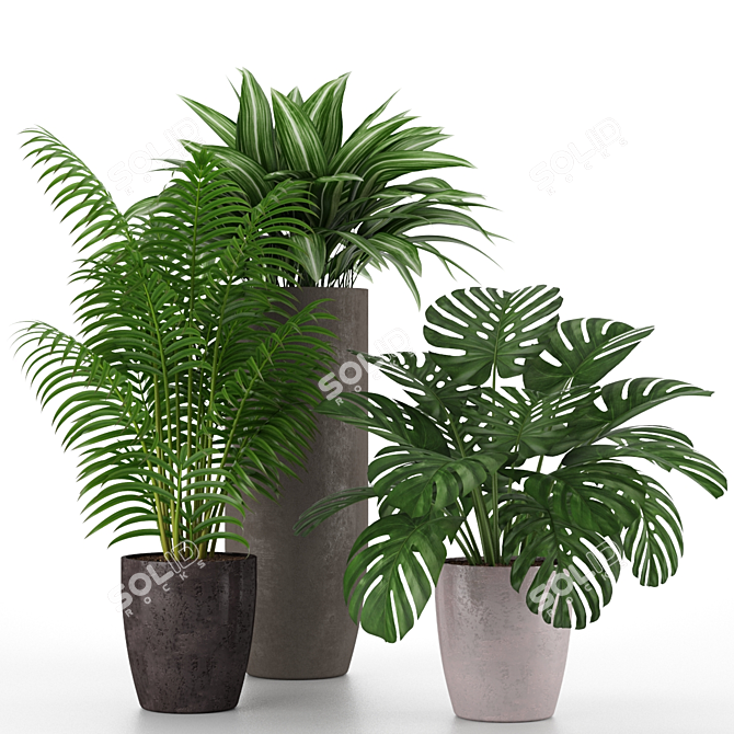 Tropical Houseplant Set 3D model image 1