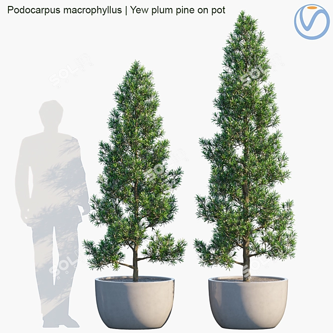 Plum Pine Yew: Exquisite Pot Plant 3D model image 1