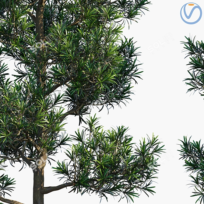 Plum Pine Yew: Exquisite Pot Plant 3D model image 2
