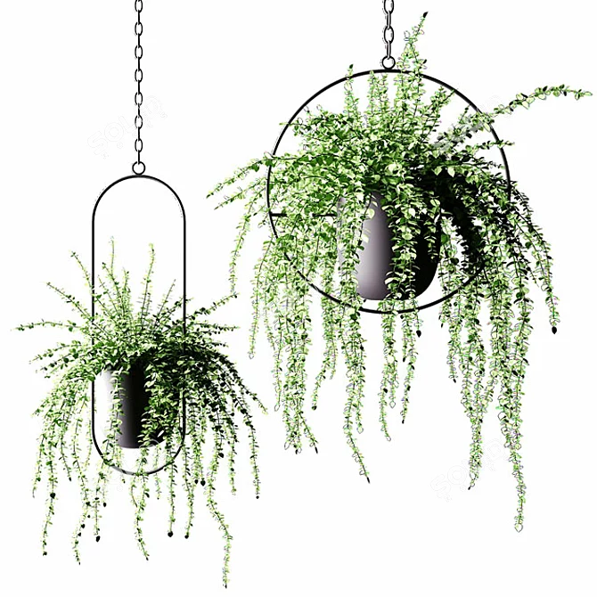 Black Hanging Flower Pots with Ampel Plants 3D model image 2