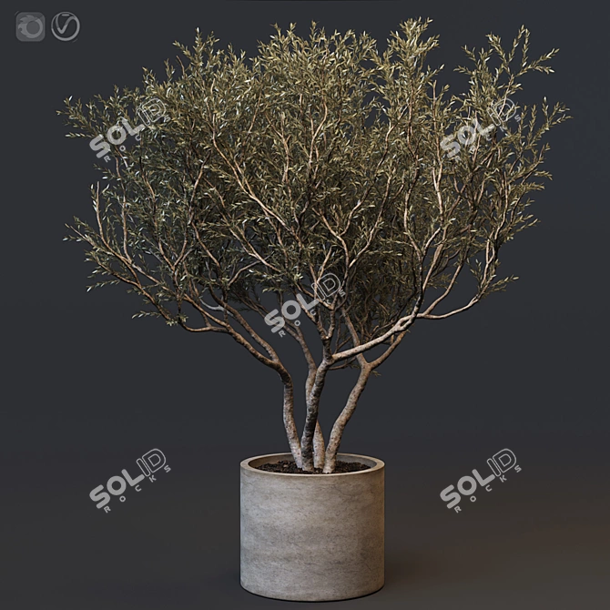 European Olive Tree in Concrete Vase 3D model image 1
